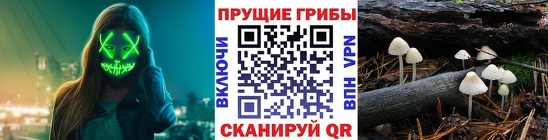 купить  сайты  Бодайбо  Псилоцибиновые грибы GOLDEN TEACHER 